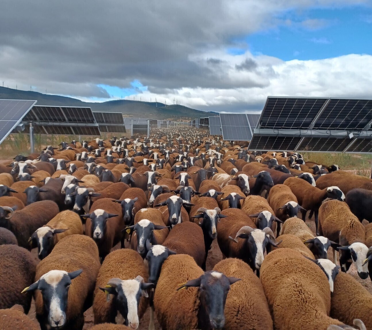 Las CCAA elevan la presión fiscal de las renovables: siete fijan ya tasas a fotovoltaicas y molinos que recaudan 400 veces más de lo que ingresaba el impuesto al sol