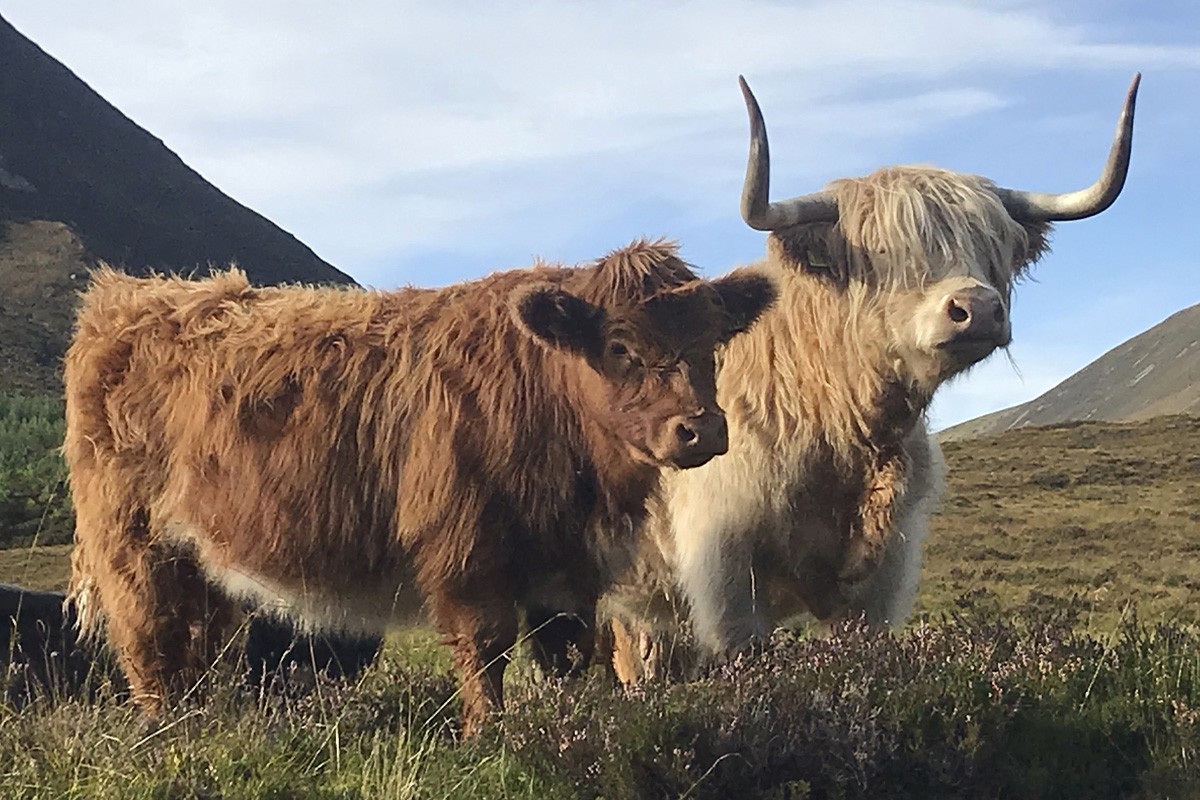 El gran proyecto para devolver a las Tierras Altas de Escocia su estado salvaje: «Tendríamos que dar marcha atrás 500 años para recordar cómo era»