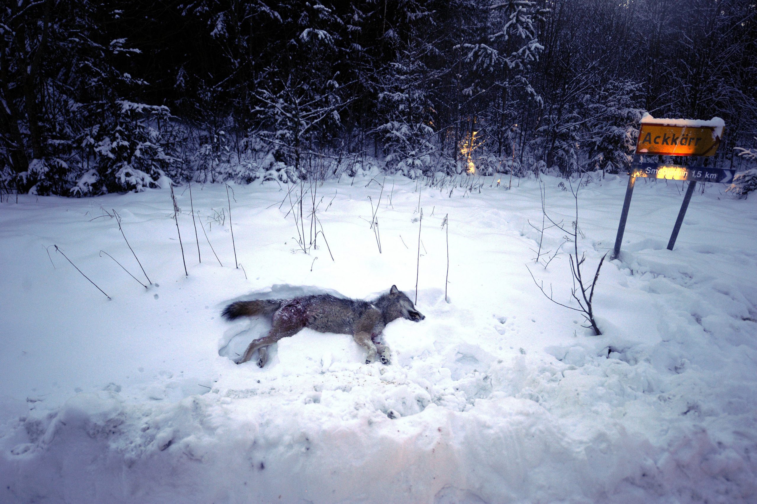 Suecia impulsa la caza del lobo para reducir la población a la mitad